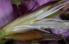 Hadena compta: Ovum at Dianthus carthusianorum (Kelch ge&ouml;ffnet), Ostalb [M]