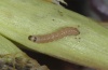 Hadena compta: Larva at the end of the first instar (Kanisfluh, July 2010) [S]