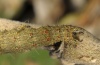 Catocala conjuncta: Larva caudal [S]