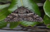 Catocala conjuncta: Adult (e.l. Sardinia 2012) [S]