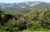 Catocala conjuncta: Larval habitat in a well preserved Quercus ilex woodland on Mount Montiferru in 1000m above sea level (Sardinia, May 2012) [N]