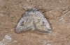 Adult (breeding photo 2016, material from Russia, Orenburg region, Guberlya)