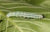 Cosmia diffinis: Raupe im vorletzten Stadium (Norddeutschland, Niedersachsen, unteres Elbtal, Gartow, Mitte Mai 2020) [M]