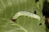 Cosmia diffinis: Raupe (e.l. Norddeutschland, Niedersachsen, unteres Elbtal, Gartow, Raupe im Mai 2020) [S]
