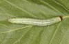 Cosmia diffinis: Raupe (e.l. Norddeutschland, Niedersachsen, unteres Elbtal, Gartow, Raupe im Mai 2020) [S]