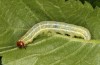 Cosmia diffinis: Raupe (e.l. Norddeutschland, Niedersachsen, unteres Elbtal, Gartow, Raupe im Mai 2020) [S]