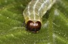 Cosmia diffinis: Raupe (e.l. Norddeutschland, Niedersachsen, unteres Elbtal, Gartow, Raupe im Mai 2020) [S]