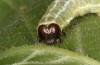 Cosmia diffinis: Raupe (e.l. Norddeutschland, Niedersachsen, unteres Elbtal, Gartow, Raupe im Mai 2020) [S]