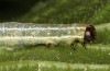 Cosmia diffinis: Raupe (e.l. Norddeutschland, Niedersachsen, unteres Elbtal, Gartow, Raupe im Mai 2020) [S]