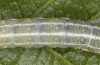 Cosmia diffinis: Raupe (e.l. Norddeutschland, Niedersachsen, unteres Elbtal, Gartow, Raupe im Mai 2020) [S]