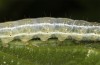 Cosmia diffinis: Raupe (e.l. Norddeutschland, Niedersachsen, unteres Elbtal, Gartow, Raupe im Mai 2020) [S]