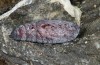 Cosmia diffinis: Puppe (e.l. Norddeutschland, Niedersachsen, unteres Elbtal, Gartow, Raupe im Mai 2020) [S]