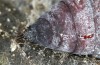 Cosmia diffinis: Puppe (e.l. Norddeutschland, Niedersachsen, unteres Elbtal, Gartow, Raupe im Mai 2020) [S]