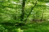 Cosmia diffinis: Larvalhabitat (Norddeutschland, Niedersachsen, unteres Elbtal, Gartow, Mitte Mai 2020) [N]