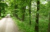Cosmia diffinis: Larvalhabitat (Norddeutschland, Niedersachsen, unteres Elbtal, Gartow, Mitte Mai 2020) [N]