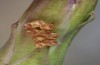 Hecatera dysodea: Eggs on Lactuca perennis (Provence, late May 2013) [N]