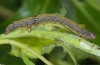 Catocala electa: Half-grown larva (breeding photo, lower Austria, 2015) [S]