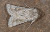 Agrotis corralejoi: M&auml;nnchen (Fuerteventura) [M]
