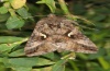 Autographa gamma: Adult (e.l. Austrian Alps, Karawanken, Kosiak, 2012) [S]