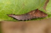 Cilix glaucata: Larva (eastern Swabian Alb, Southern Germany 2012) [S]