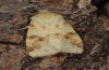 Xanthia icteritia: Adult (e.l. eastern Swabian Alb 2008) [S]