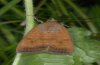 Noctua interjecta: Falter [S]