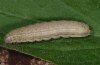 Noctua interjecta: Raupe [S]