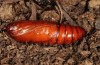 Phlogophora interrupta: Pupe (e.l. S&atilde;o Miguel  2013/2014) [S]