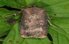 Agrotis ipsilon: M&auml;nnchen (Illerbeuren bei Memmingen (September 2011) [M]