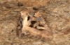 Trigonophora jodea: M&auml;nnchen (e.l. Spanien, Teruel, Sierra de Albarracin, Raupen Anfang April 2024) [S]