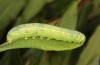 Lithophane lamda: Raupe (Mittelschweden, &Ouml;stersund, Anfang Juli 2020) [S]