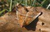 Scoliopteryx libatrix: Falter (e.l. Memmingen [S]