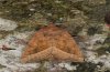 Hydraecia micacea: Adult (e.l. Illerbeuren near Memmingen, 2011) [S]