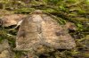 Caradrina morpheus: Falter (e.l. Ostalb, ex 10.2010) [S]