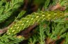 Anarta myrtilli: Raupe (Nordschwarzwald, Anfang Oktober 2010) [N]