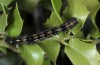 Catocala nymphaea: Halbw&uuml;chsige Raupe (e.l. Samos 2014) [S]