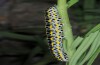 Calophasia opalina: Larva (e.l. N-Greece, Siatista,May 2014) [S]