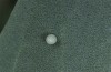 Calophasia opalina: Egg (N-Greece, Siatista, May 2014) [N]