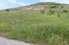 Calophasia opalina: Larval habitat in the Greek Askio mountains near Siatista (May 2014) [N]
