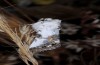 Calophasia opalina: Adult (e.l. N-Greece, Siatista, young larvae in May 2014) [S]