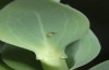 Calophasia opalina: Egg. some days old (N-Greece, Siatista, May 2014) [N]