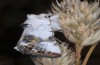 Calophasia opalina: Adult (e.l. N-Greece, Siatista, young larvae in May 2014) [S]