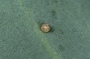 Calophasia opalina: Egg. some days old (N-Greece, Siatista, May 2014) [N]