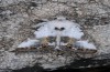 Calophasia opalina: Adult (e.l. N-Greece, Siatista, young larvae in May 2014) [S]