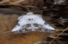Calophasia opalina: Adult (e.l. N-Greece, Siatista, young larvae in May 2014) [S]