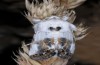 Calophasia opalina: Adult (e.l. N-Greece, Siatista, young larvae in May 2014) [S]