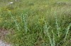 Calophasia opalina: Larval habitat in the Greek Askio mountains near Siatista (May 2014) [N]