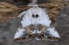 Calophasia opalina: Adult (e.l. N-Greece, Siatista, young larvae in May 2014) [S]