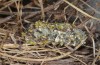 Calophasia opalina: Cocoon (e.l. Siatista 2014) [S]