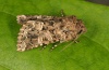 Hadena perplexa: Adult (e.l. Schw&auml;bisch Gm&uuml;nd 2012) [S]